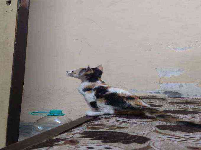 Aamchhii photo