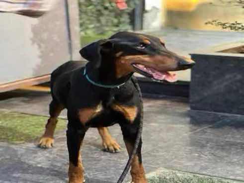 Kaizer — Dobberman pinscher for adoption