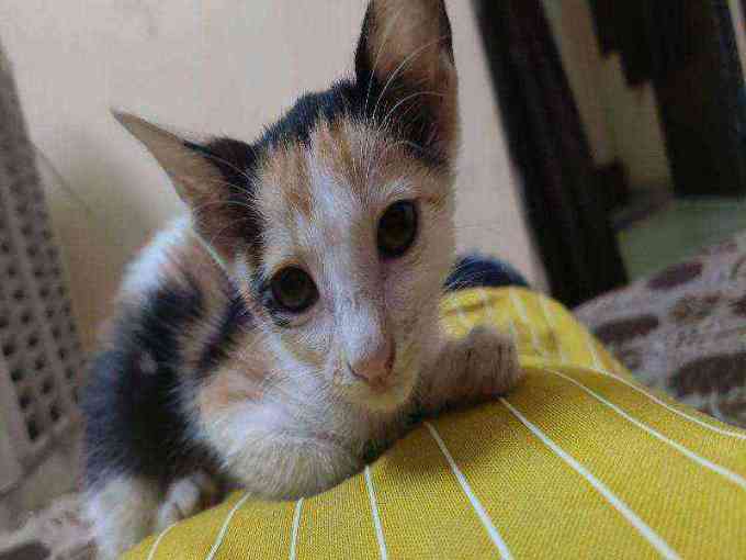 Aamchhii — Benglo for adoption