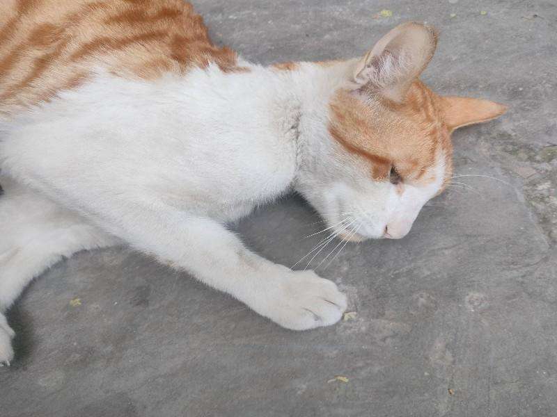Cat — Street for adoption