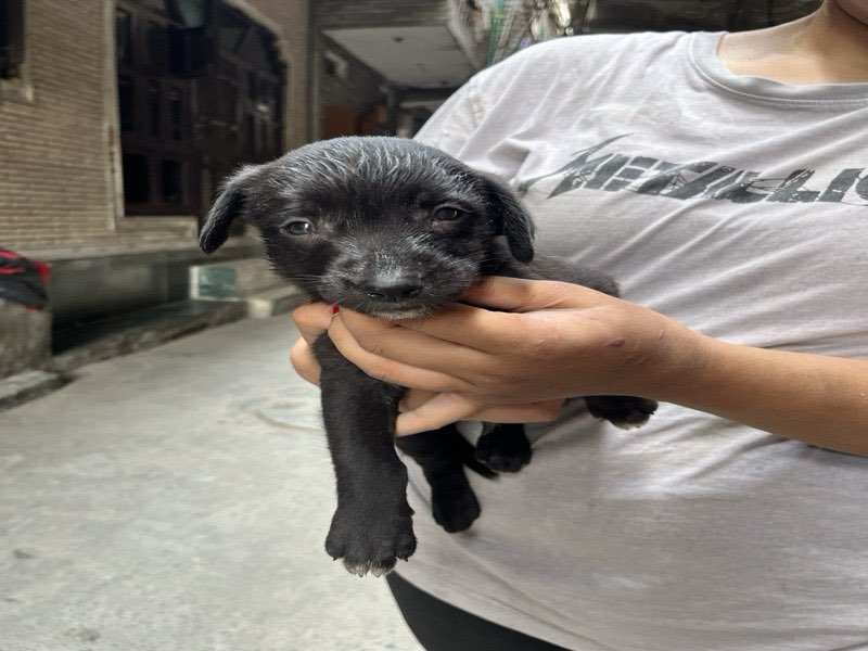 Kaalu photo