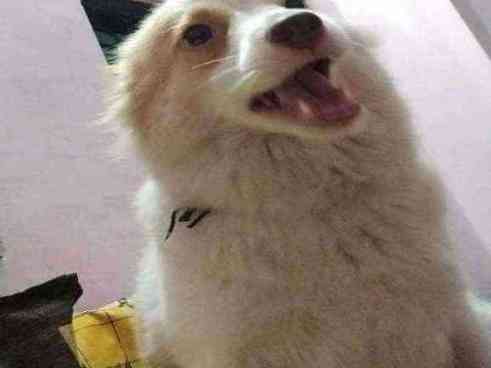 Munmun — Pomeranian for adoption