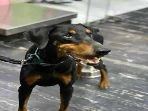 Kaizer photo
