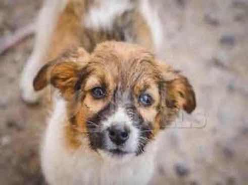 Boly — Pariaa for adoption