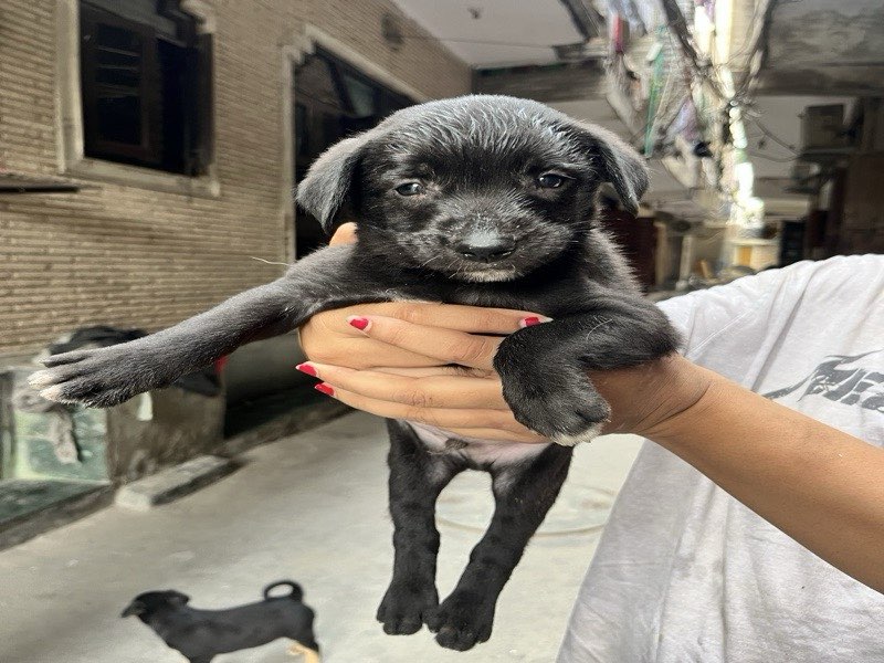 Kaalu — Indie for adoption