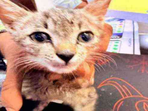 Sona — Normal for adoption