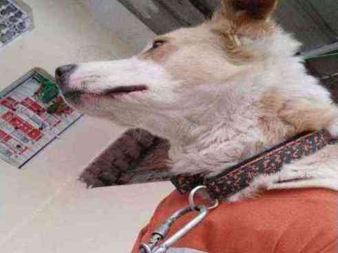 Sheru — Mix breed for adoption