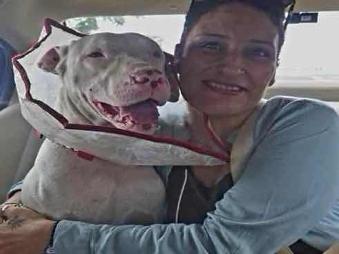 Tiger — Pitbull for adoption