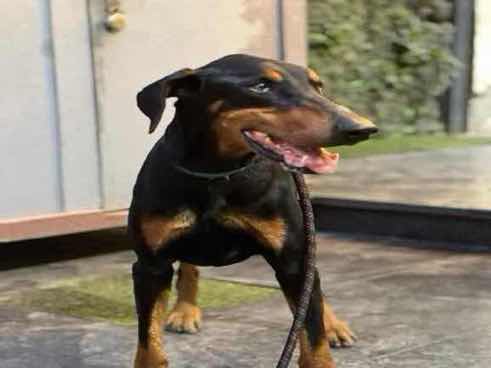 Kaizer photo