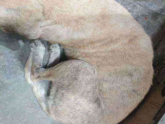 Stray dog found with skin condition and poor health