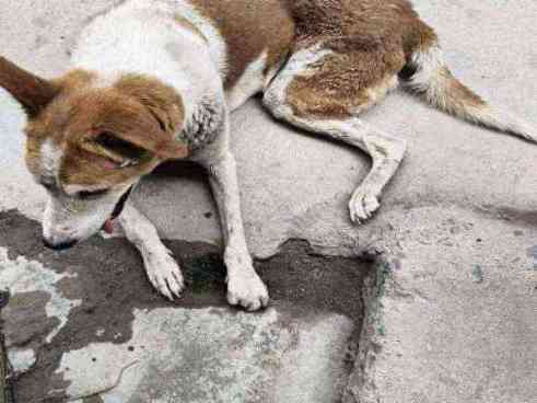 Emaciated stray dog with skin concerns