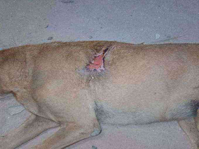 Dog with severe open wound on back