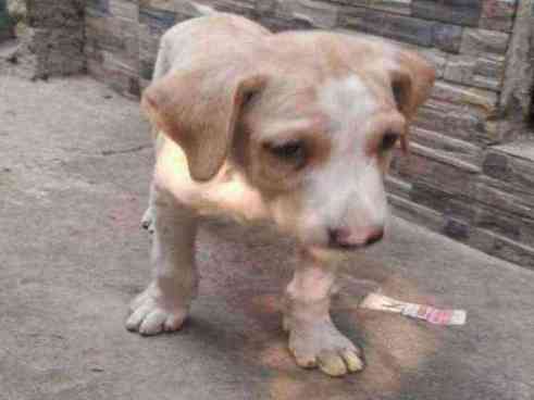 Save this innocent  1 month puppy photo