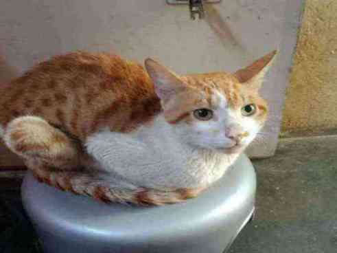 Orange and white tabby in fair condition