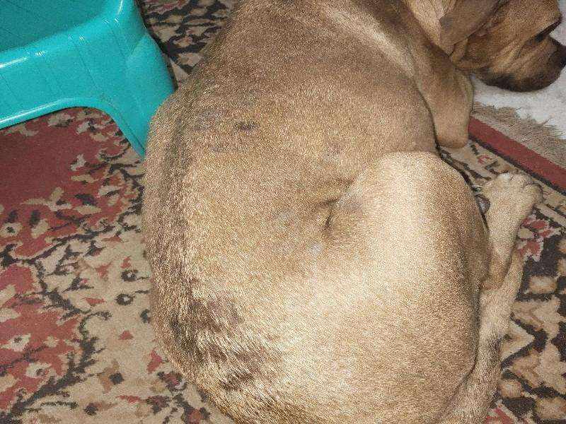 Dog with severe skin irritation photo