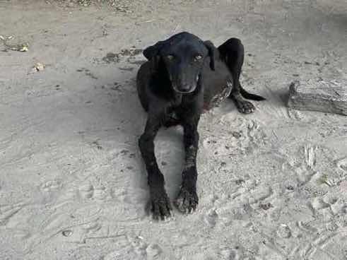 Emaciated stray dog found