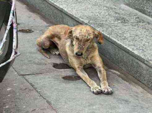 Severely emaciated dog with widespread skin disease
