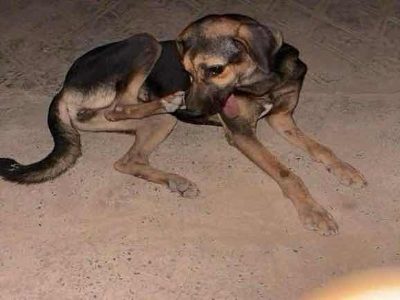 Underweight dog with possible leg irritation