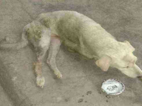 Severely emaciated and injured dog found
