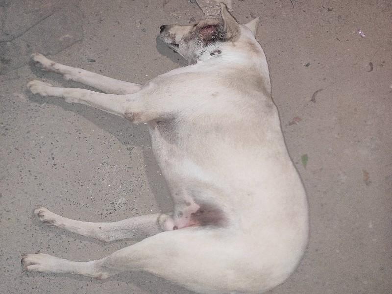 Severely injured stray dog needs urgent care photo