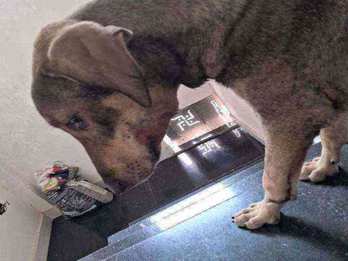 Stray dog with facial injuries photo