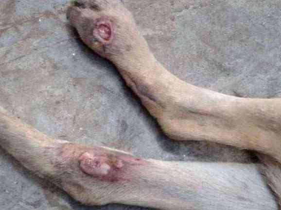 Dog with severe open leg wounds photo