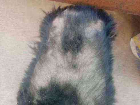 Dog with severe fur loss