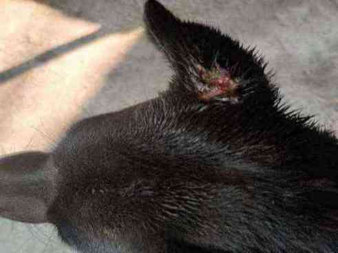 Kalu