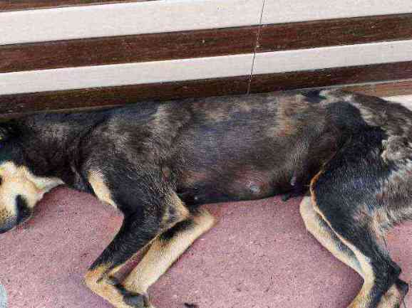 Stray dog with severe skin condition and emaciation