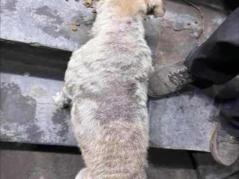 Stray dog found with severe skin condition