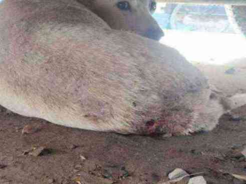 Injured stray dog with open wound and skin condition