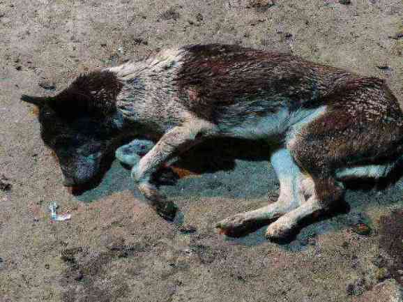 Severely injured or ill stray dog