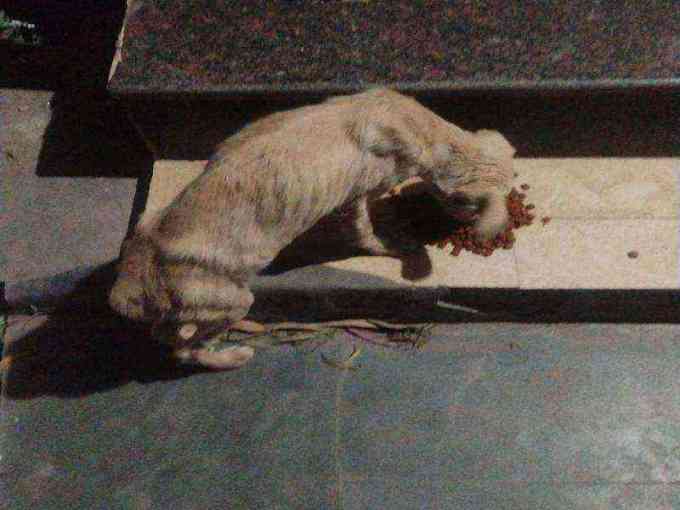 Severely emaciated stray dog found photo