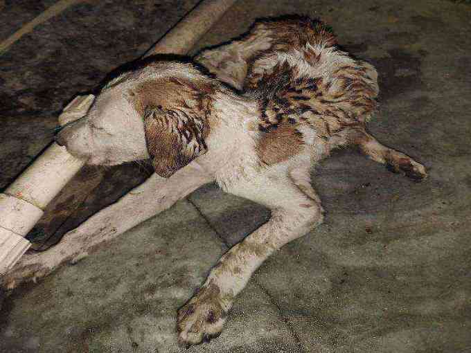Critically weak and emaciated dog found