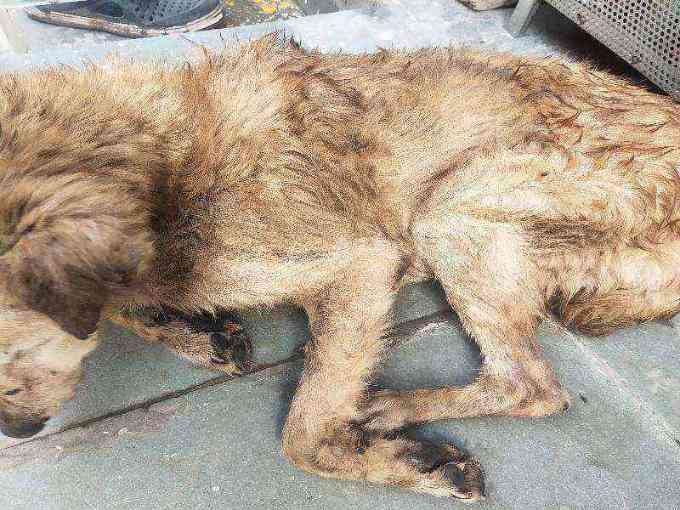 Emaciated and neglected stray dog photo