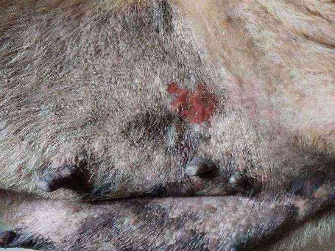 Dog with severe skin irritation photo