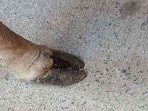 Healthy stray cow observed photo