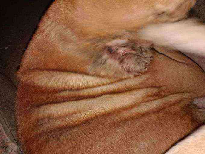 Dog with severe skin lesion