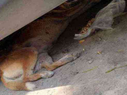 Emaciated and lethargic dog found with debris