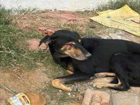 kallu