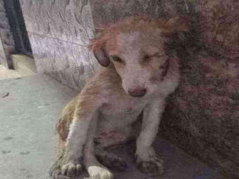 Injured and distressed puppy found