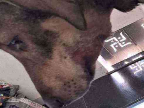 Dog with severe skin issues found