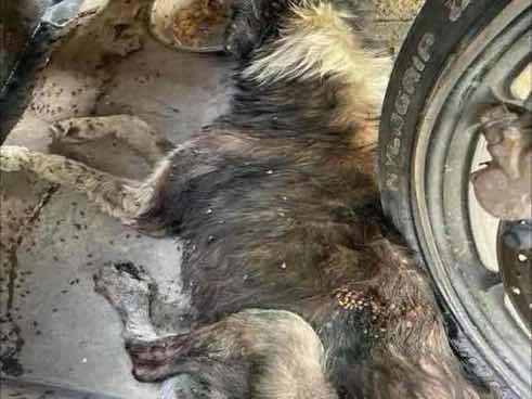 Severely injured and infested dog photo