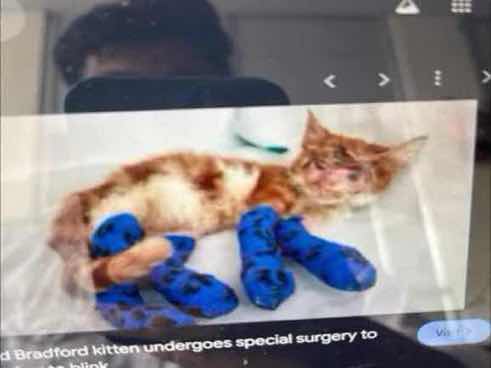 Kitten with severe facial and limb injuries