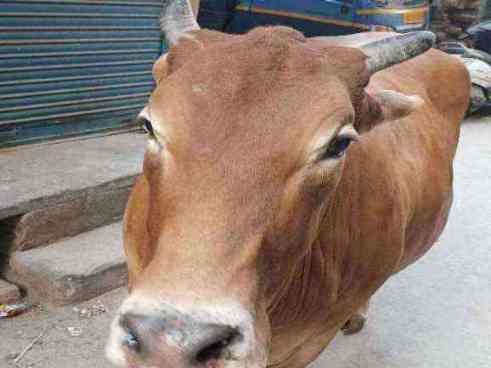 Healthy stray cow observed