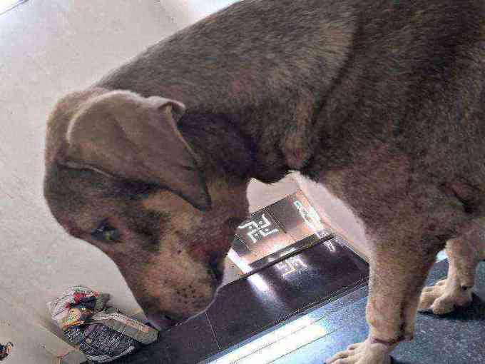 Stray dog with severe skin condition and leg injury