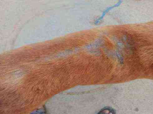 Dog with unusual blue marking on fur