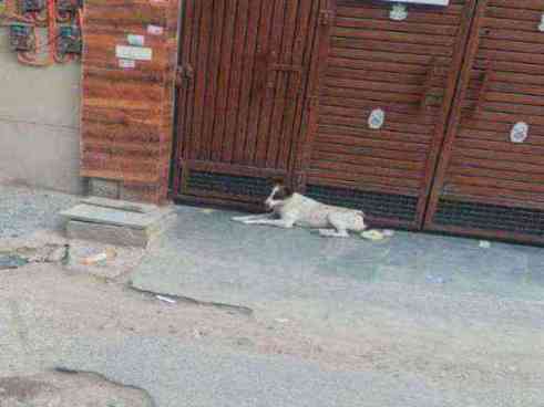 Is dog ko 10 se 15 din se khashi gale mai dikkat ho rahi hai or pani ki tarh ulti kar raha hai