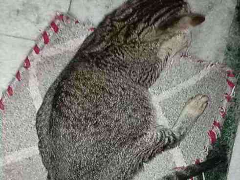 Distressed cat with unknown substance on fur
