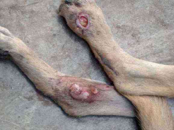 Dog with severe open leg wounds